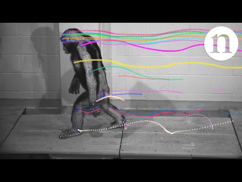 Walking with chimps